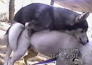 Two passionate dogs fucking furiously